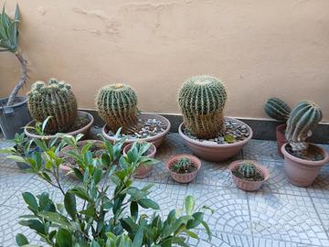 CACTUS CUSCINO DELLA SUOCERA