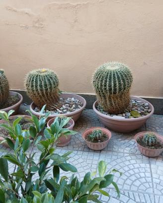 CACTUS CUSCINO DELLA SUOCERA