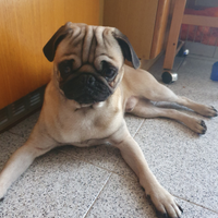 Splendido Carlino maschio per monta