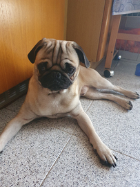 Splendido Carlino maschio per monta