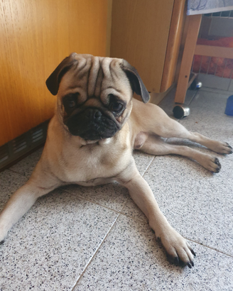 Splendido Carlino maschio per monta