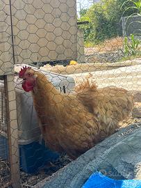 Gallo orpington