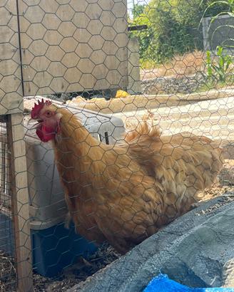 Gallo orpington