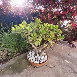 albero di giada bonsai 
