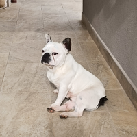 Rocky bulldog francese