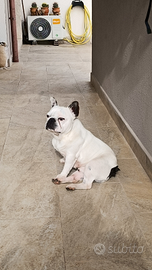 Rocky bulldog francese