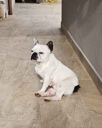 Rocky bulldog francese