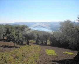 Terreno edificabile con ulivi a Guardialfiera