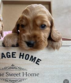 Cocker Spaniel cuccioli