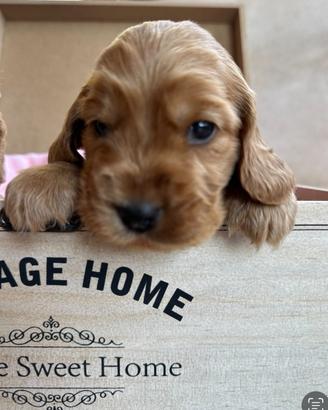 Cocker Spaniel cuccioli