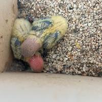 Inseparabili fischer verde opalino da imbecco