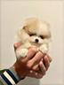 splendido-pomerania-bianco-arancio