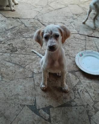 Cuccioli Breton/Setter Bianco Arancio