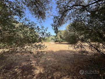 TER. AGRICOLO A ORISTANO