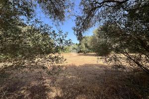 TER. AGRICOLO A ORISTANO