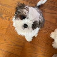 Cuccioli di Shihtzu