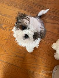 Cuccioli di Shihtzu