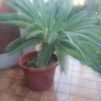 Pianta Di Cycas XL