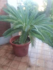 Pianta Di Cycas XL
