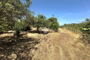 TER. AGRICOLO A CASTELDACCIA