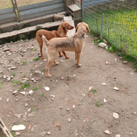 Segugi maremmani da cinghiale