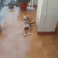 Animali