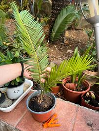 Cycas