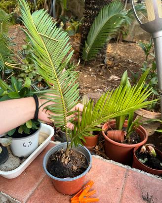 Cycas