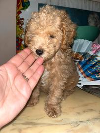 Barboncino toy