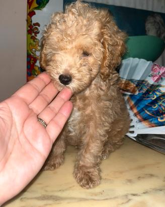 Barboncino toy