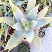 Aloe strista, coral aloe