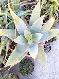 Aloe strista, coral aloe