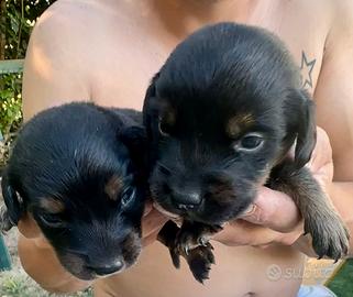 Cuccioli dachsbracke