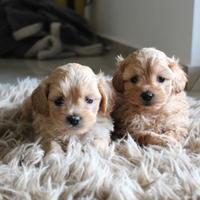 Maltipoo
