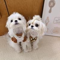 Maltese coreana cuccioli disponibili