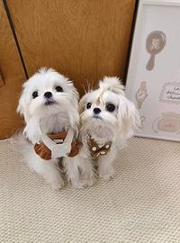 Maltese coreana cuccioli disponibili