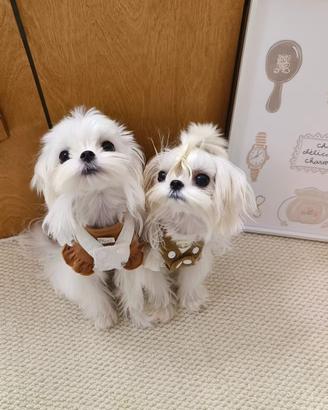Maltese coreana cuccioli disponibili