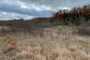 Terreno agricolo a Murlo