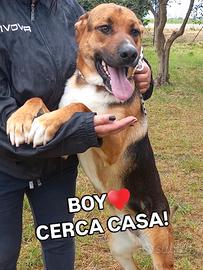 Boy da.adottare