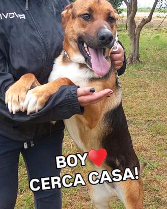 Boy da.adottare