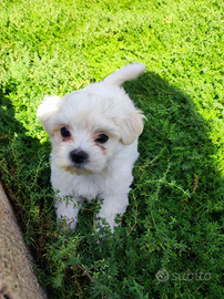 Cane maltese