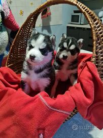 Cuccioli Siberian Husky