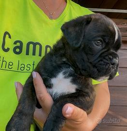 Boxer