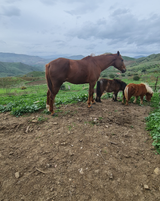 Cavallo