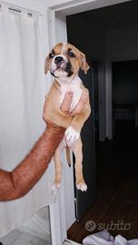 Pitbull adba