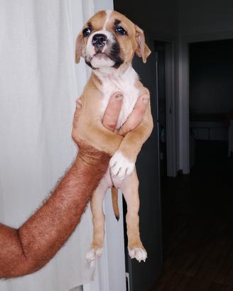 Pitbull adba