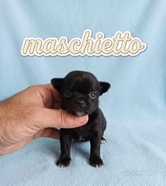 Chiwawa Mini Toy Total black