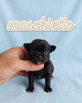 Chiwawa Mini Toy Total black