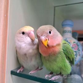 Splendidi pappagalli inseparabili Roseicollis