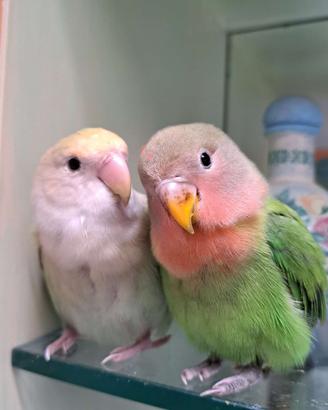 Splendidi pappagalli inseparabili Roseicollis